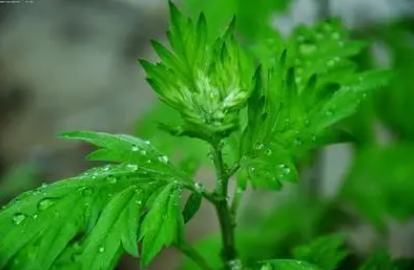 端午节|2022端午节挂艾草是迷信吗