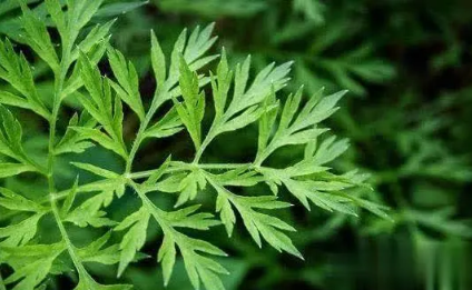 端午节|2022端午节挂艾草是迷信吗