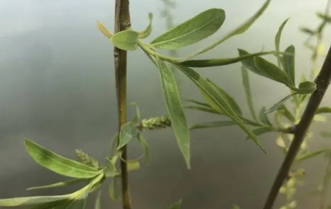 清明节|2022清明节插青的时间是在清明前还是在清明后