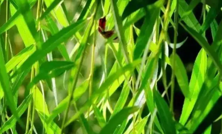 清明节|2022清明节插青的时间是在清明前还是在清明后