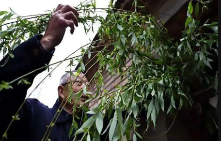 清明节|2022清明节当天插青好吗