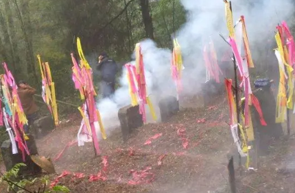 清明节|清明节挂青为什么颜色各异