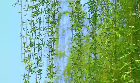 清明|清明插的柳枝一定是新鲜的吗