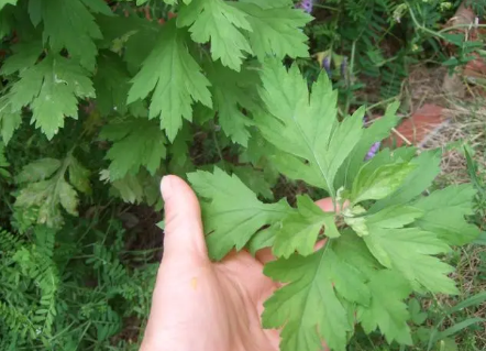 端午|2022端午挂的艾草和菖蒲什么时候可以用来洗澡