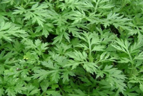 端午节|2022端午节挂艾草长的好还是短的