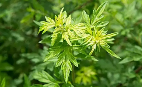 端午节|2022端午节挂艾草长的好还是短的