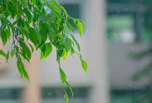 清明节|清明节上坟分单双日子吗