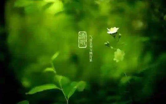 清明节|清明节上坟选日子是选阴历还是选阳历好
