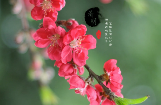 清明节|清明节上坟分男女吗