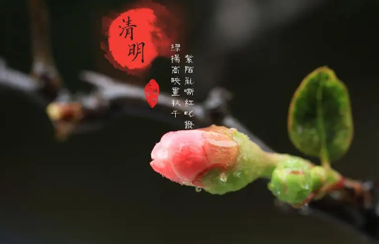 清明节|清明节上坟分上下午吗