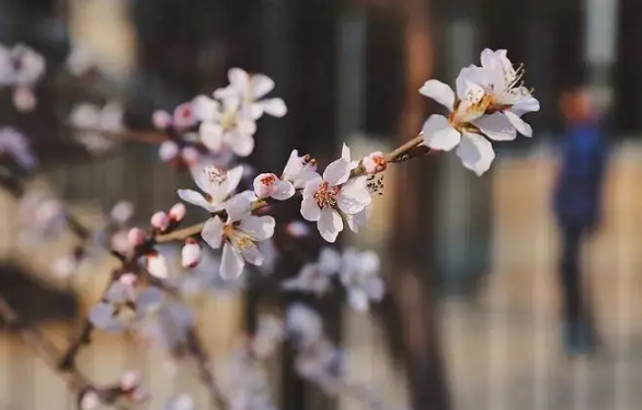 清明节|清明节上坟在哪边挖土