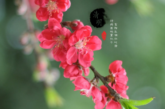 清明节|清明节上坟弟兄们可以分别上坟吗