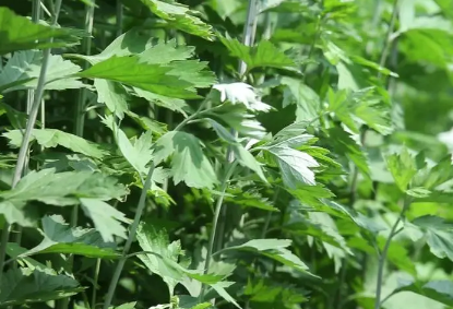 端午节|端午节挂艾草必须根部朝上吗