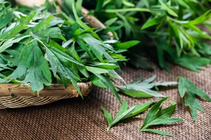 端午节|端午节挂艾草必须根部朝上吗
