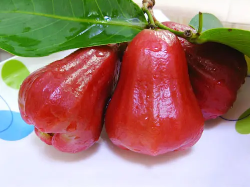 莲雾|莲雾和无花果可以一起吃吗