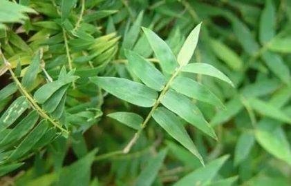 凤尾竹|凤尾竹自己会分株吗