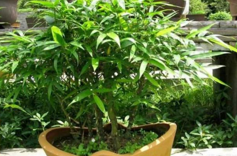 凤尾竹|凤尾竹叶子发黑像烧焦是什么原因