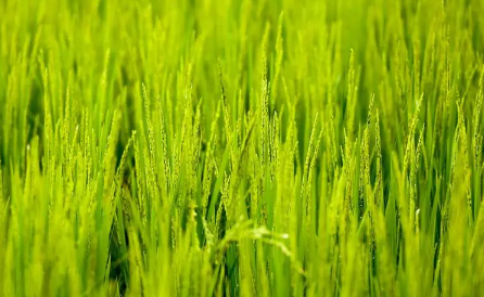 芒种|2022芒种后九天交运是一天还是九天