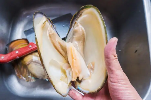 河蚌|河里的河蚌可以吃吗