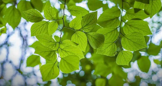 6月|2022年6月是大月还是小月