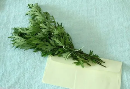 艾草|艾草可以熏肚脐吗