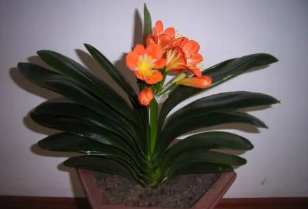 君子兰|君子兰怎么养才能开花