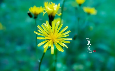 夏至|夏至下雨三伏天热吗