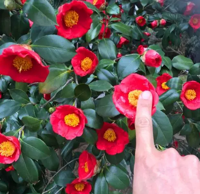 茶花|茶花的养殖方法和注意事项有哪些