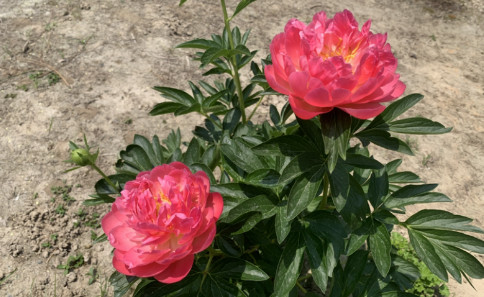 芍药|芍药花长什么样子是什么颜色