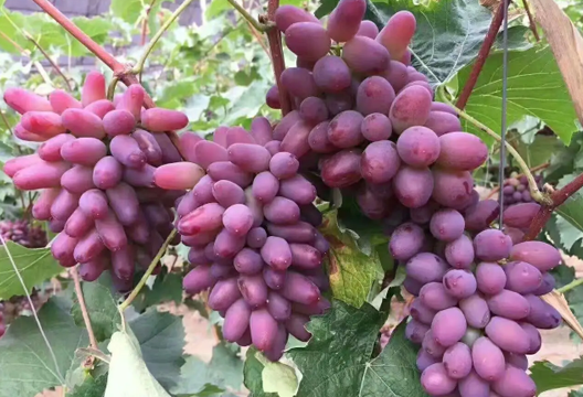 葡萄|茉莉葡萄为什么有茉莉味