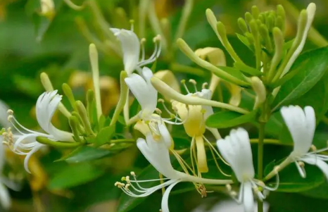 金银花|金银花怎么烘干