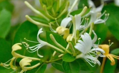 金银花|金银花怎么烘干