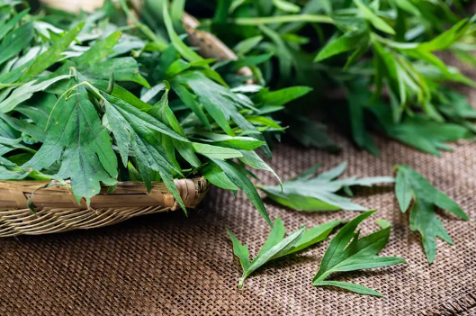 艾草|几月的艾草药用价值高