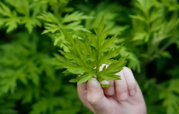 艾草|艾草可以用来洗眼睛吗