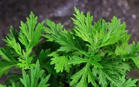 艾草|艾草可以用来洗眼睛吗