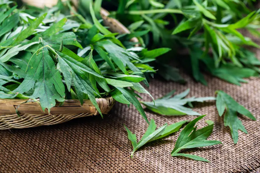 艾草|艾草可以用来洗眼睛吗