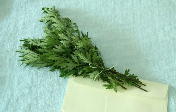 艾草|艾草杆子和艾草叶子哪个效果好