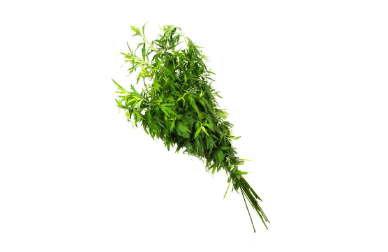艾草|艾草杆子和艾草叶子哪个效果好