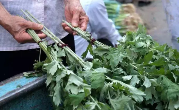 艾草|艾草的杆子是红色的还是白色的
