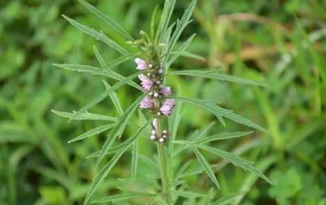 益母草|益母草的作用及功效有哪些