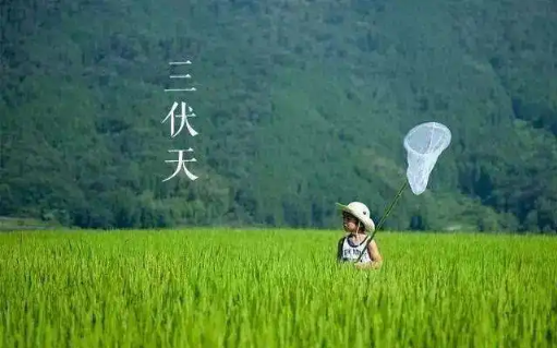 三伏天|2022年三伏天是几月份到几月份