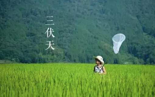 三伏天|2022年三伏天共多少天