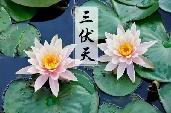 三伏天|2022三伏天最热是哪个伏天