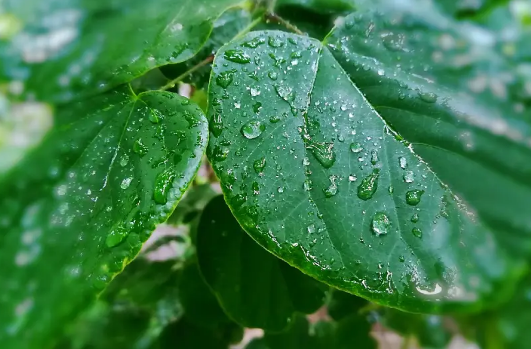 下半年|2020年下半年雨水是多还是少