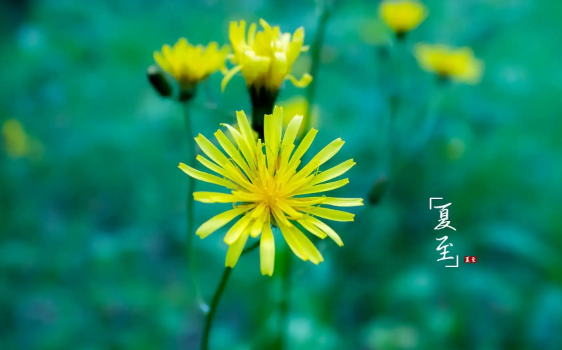 入伏|入伏是从哪个节气开始