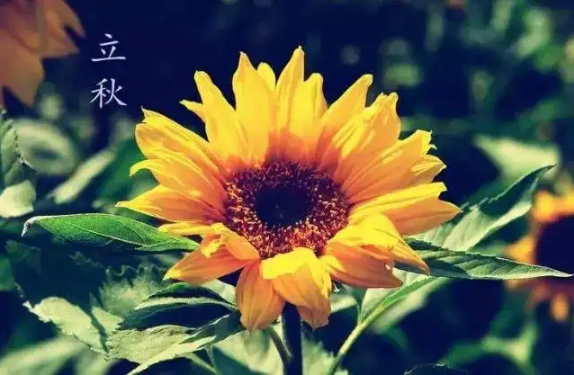 立秋|2022年8月几号立秋
