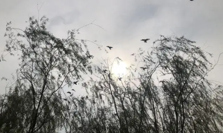 孤鸾年|孤鸾年结婚好不好
