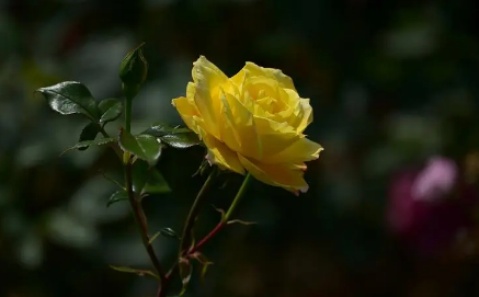 月季花|月季花叶子发黄枯萎是怎么回事