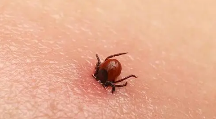 蜱虫|蜱虫一般在哪里会出现