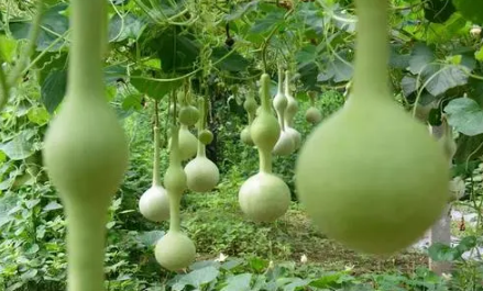 葫芦|葫芦摆窗台中间好还是两边好